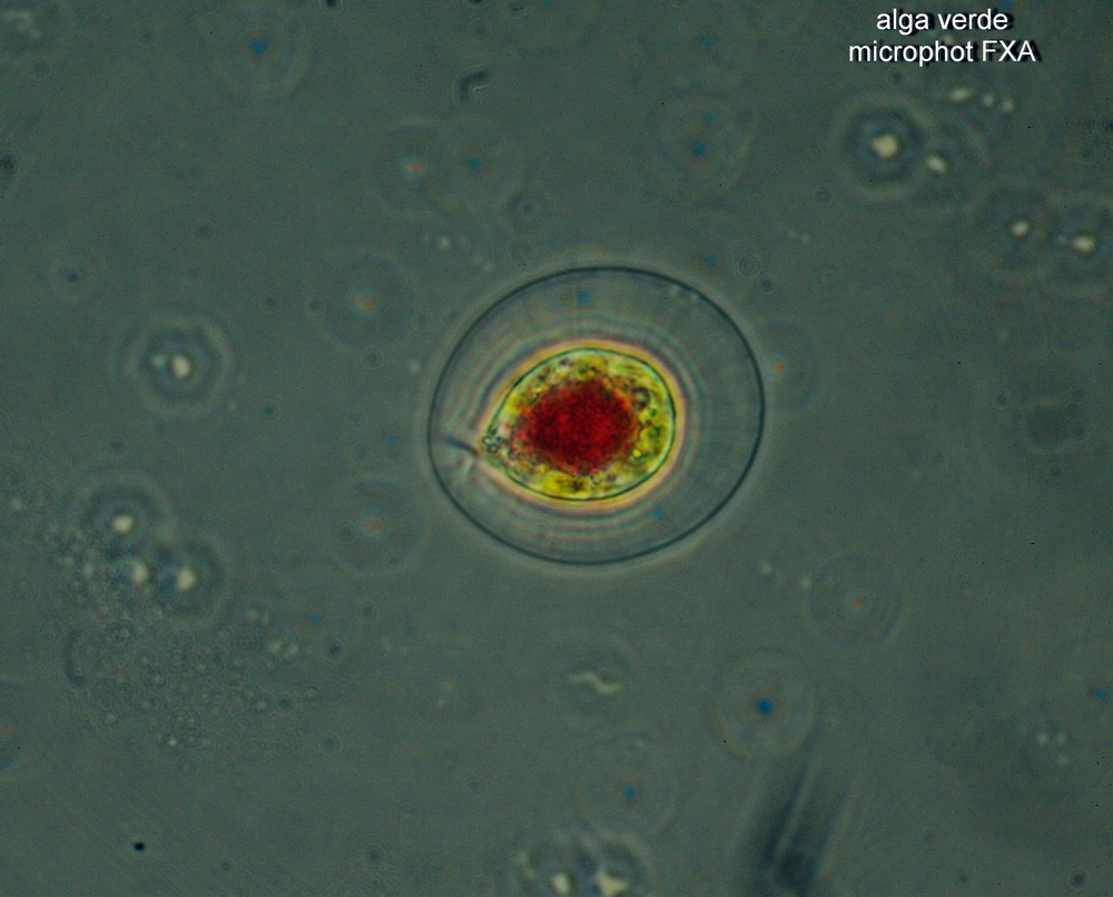 comune microrganismo,  un'' alga verde?